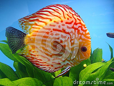 Exotic fish Stock Photo