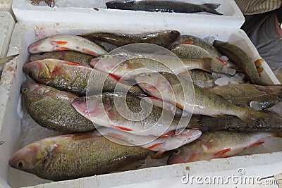 Exotic fish from Adriatic sea Stock Photo