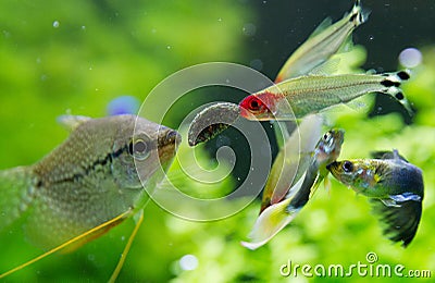 Exotic fish in freshwater aquarium Stock Photo
