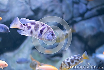 Exotic fish Stock Photo