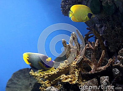 Exotic fishes Stock Photo