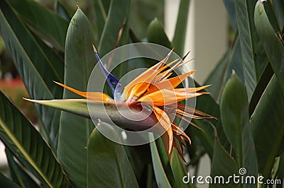 Exotic Flower Stock Photo