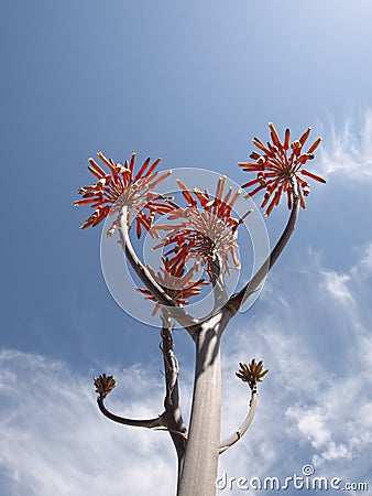 Exotic flower from Almeria desert Stock Photo