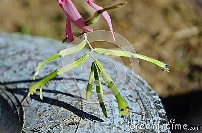 Details of exotic bromeliad flower Billbergia nutans Stock Photo