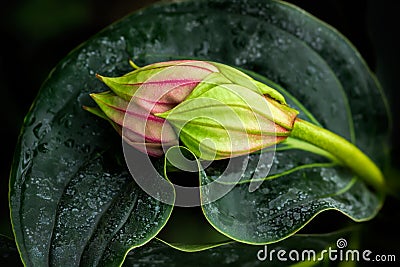 Exotic flower bud Stock Photo