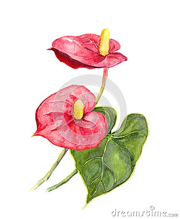 Exotic flower - tropical Anthurium. Watercolor Stock Photo