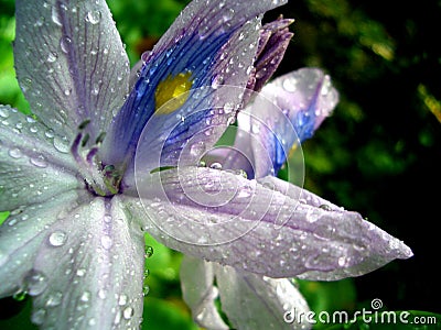 Exotic Flower with Waterdrops Stock Photo