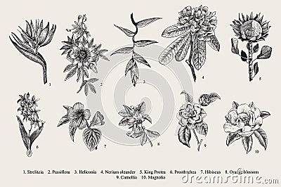 Exotic flowers set. Botanical vector vintage illustration. Vector Illustration