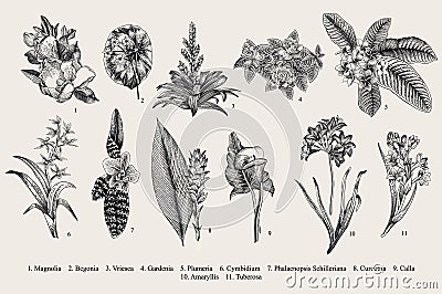 Exotic flowers set. Botanical vector vintage illustration. Vector Illustration