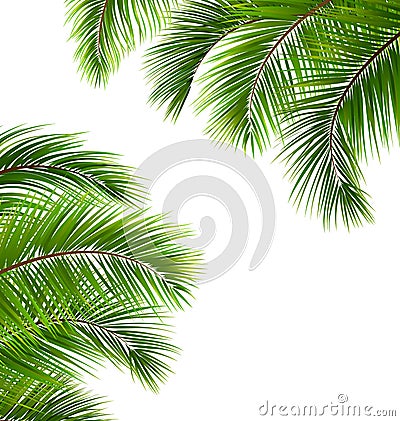 Exotic Frame with Palm Leaves. Place for Your Text Vector Illustration