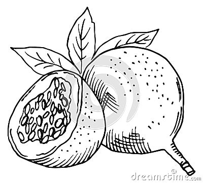 EXotic fruit engraving. Sweet tasty granadilla sketch Vector Illustration