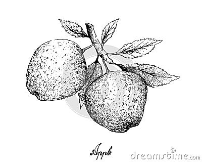 Hand Drawn of Apple Fruits on White Background Vector Illustration