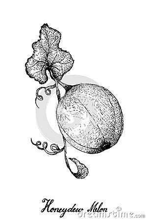 Hand Drawn of Honeydew Melon on White Background Vector Illustration