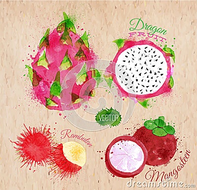 Exotic fruit watercolor dragon fruit, rambutan, Vector Illustration