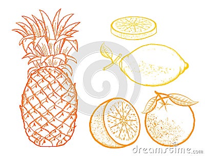 Exotic fruits. Pineapple, Oranges, lemon vector color illustration isolated on white Vector Illustration