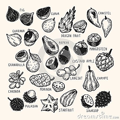 Exotic Fruits, Set Vector Illustration