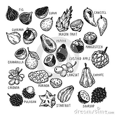 Exotic Fruits, Set Vector Illustration