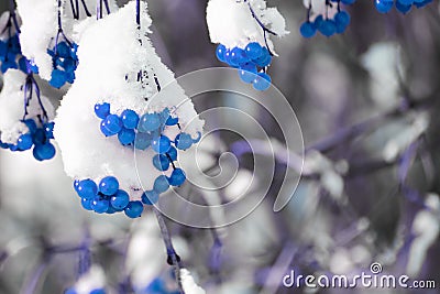 Exotic image with bright blue berries on the tree branch in winter with snow Stock Photo