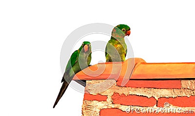 Exotic image of two charismatic amazon parrots on an orange roof isolated on white background. Stock Photo