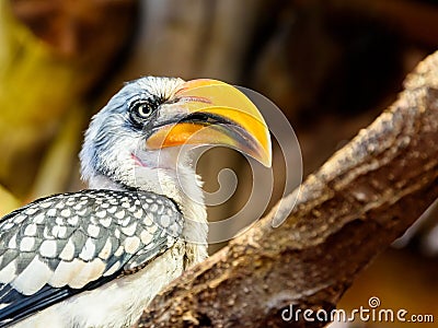 Exotic Jungle Bird Stock Photo