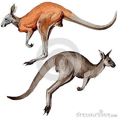 Exotic kangaroo wild animal in a watercolor style isolated. Stock Photo