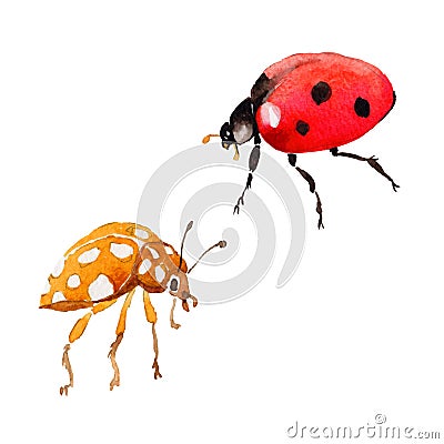 Exotic ladybug wild insect in a vector style isolated. Vector Illustration