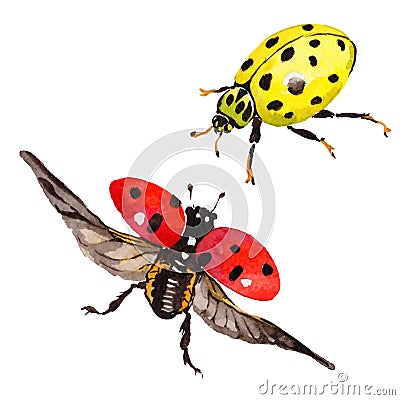 Exotic ladybug wild insect in a vector style isolated. Vector Illustration