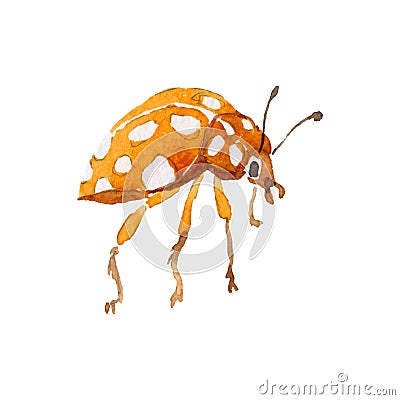 Exotic ladybug wild insect in a vector style isolated. Vector Illustration