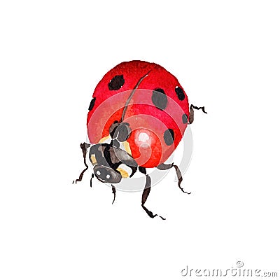 Exotic ladybug wild insect in a vector style isolated. Vector Illustration