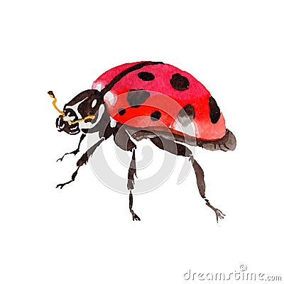 Exotic ladybug wild insect in a vector style isolated. Vector Illustration