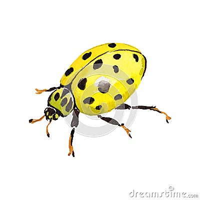 Exotic ladybug wild insect in a vector style isolated. Vector Illustration