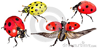 Exotic ladybug wild insect in a watercolor style isolated. Stock Photo