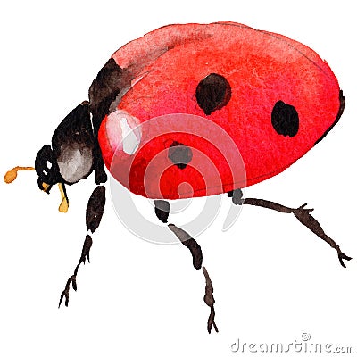 Exotic ladybug wild insect in a watercolor style isolated. Stock Photo