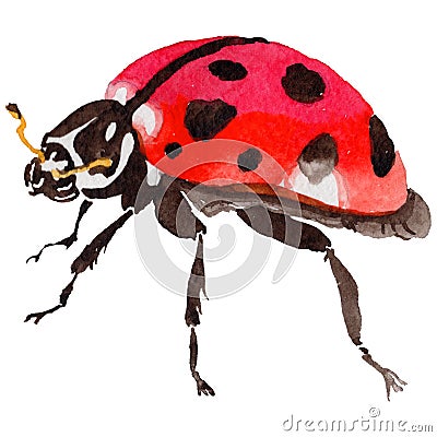 Exotic ladybug wild insect in a watercolor style isolated. Stock Photo