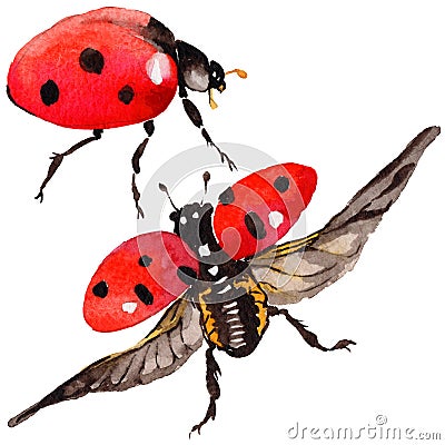 Exotic ladybug wild insect in a watercolor style isolated. Stock Photo