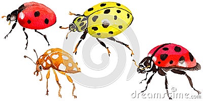 Exotic ladybug wild insect in a watercolor style isolated. Stock Photo