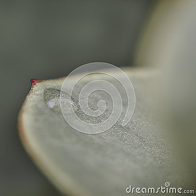 Exotic leaf waterdrop Stock Photo