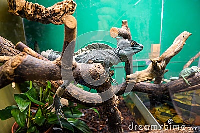 Exotic lizard in the terrarium Stock Photo