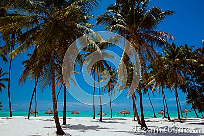 Exotic lonely beach with palms and chaise-loungues Stock Photo