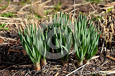 Exotic-looking tubers of tall flowers of prairie origin grow in the flowerbed. cosmic-looking sprouting buds and giant garlic lea Stock Photo