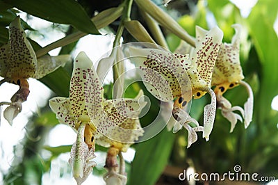 Exotic Orchid flower spotted. Epidendrum Prismatocarpum. Beautiful macro closeup. Botanical species orchid flower branch Stock Photo