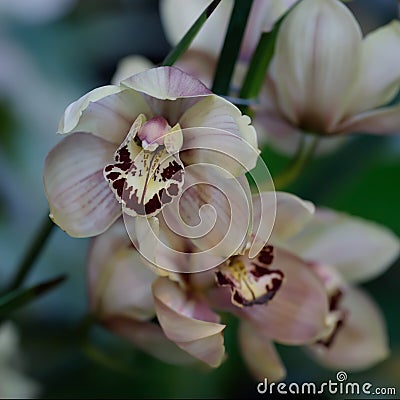 Exotic Orchid of light coffee color. Phalaenopsis orchid bloom Stock Photo