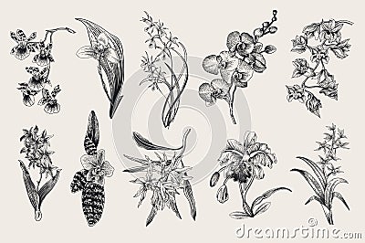 Exotic orchid set. Botanical vector vintage illustration. Vector Illustration