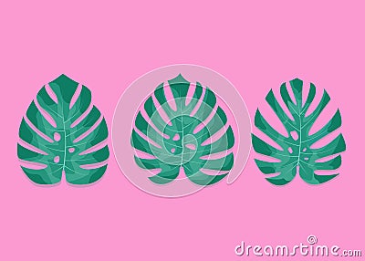 Exotic palm leaves. Monstera leaves on millenial pink background. Three different monstera leaves Vector Illustration