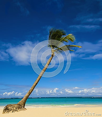 Exotic palm tree on sandy beach Stock Photo