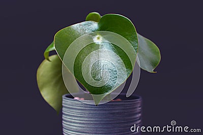 `Peperomia Polybotrya` Radiator Plant in pot on dark background Stock Photo