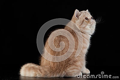 Exotic Persian cat with big beautiful eyes on black background Stock Photo