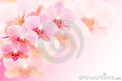 Exotic pink orchid flowers on blurred background Stock Photo