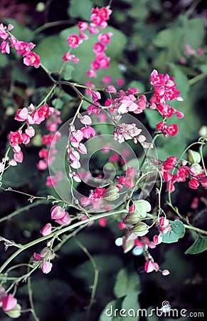 Exotic pink wine flowers in soft light airy spray of small blooms in spring light. Stock Photo