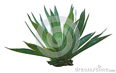 Exotic plant agave isolated on white background Stock Photo